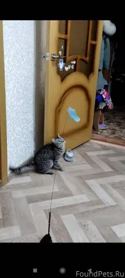 Пропала кошка, возле драмтеатр...