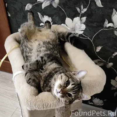 Пропали два кота(Макеевка райо...