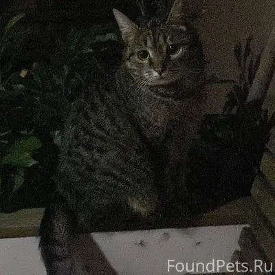 Пропал кот по кличке Тигра.Рай...