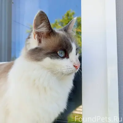 Пропала кошка, Алиса. В районе...