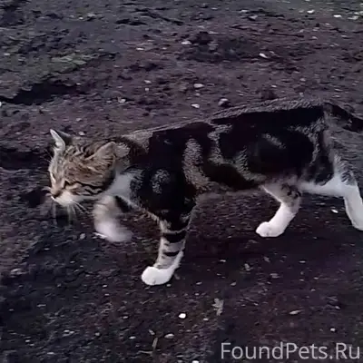 Пропал кот в районе ул. Ломоно...