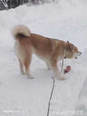 Потерялась собака Акита Ину ме...