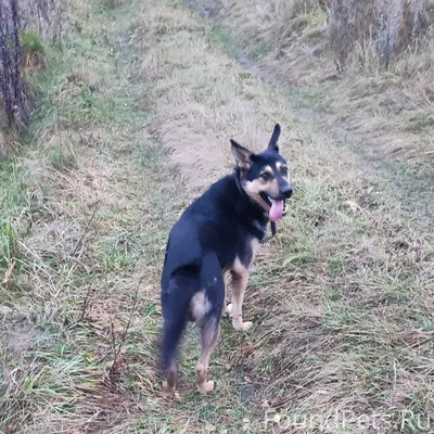 Пропала собака, 24.01. д. Хохл...