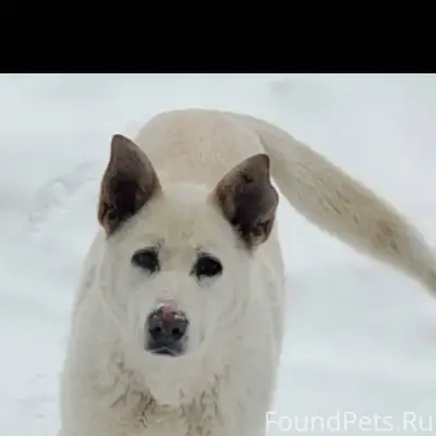 ПОМОГИТЕ НАЙТИ! Пропала собака...