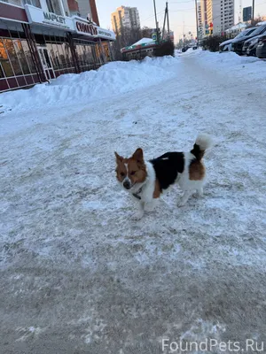 Потерялась собака в районе кри...