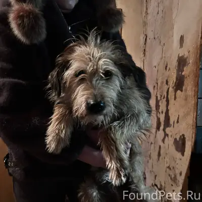 Найдена собака в магазине Пяте...