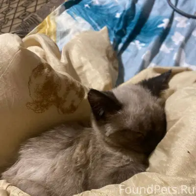 Пропал котёнок был последний р...