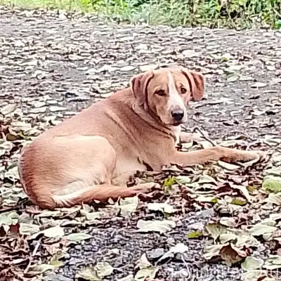 Пропал собака,в районе ул.Банд...