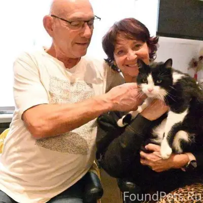 🇫🇷🇪🇸 Во Франции кот по кличке....