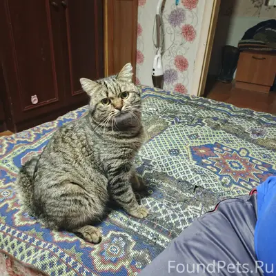 Пропал кот 20 января,по имени....