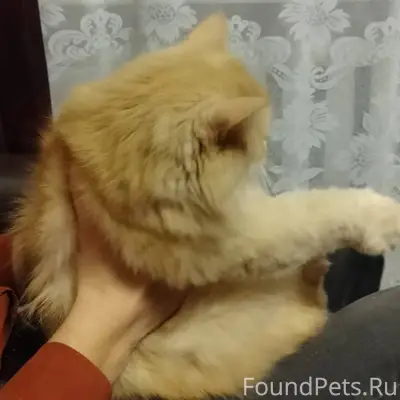 ПРОПАЛ ЧЛЕН СЕМЬИ - КОТ! НАШЕД...