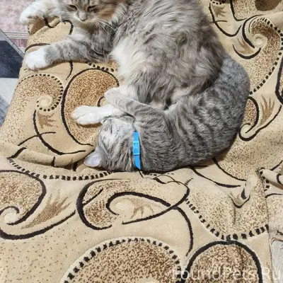 Пропал кот по кличке Кузя на.....