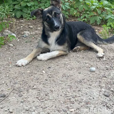 Розыск собаки !!! Симферополь ...