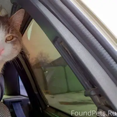 Пропал кот в районе улицы Горь...