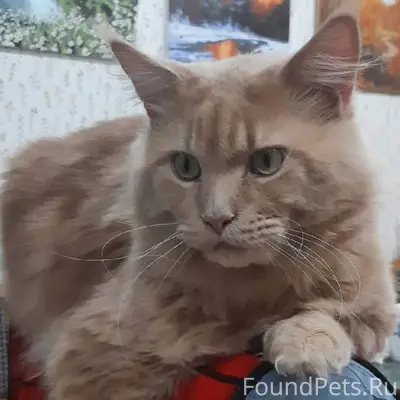 Пропал кот породы мейн-кун рыж...