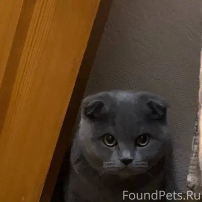 Здравствуйте, пропала кошка!!!...