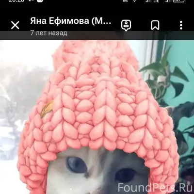 Пропала кошка,трёхцветная,глаз...