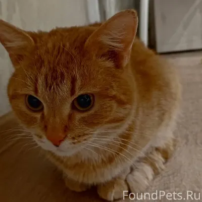 Найден рыжий кот с бритым боко...