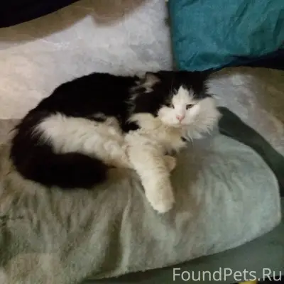 Найден кот