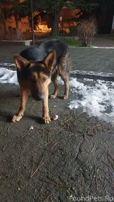 Найдена собака,г Симферополь,у...