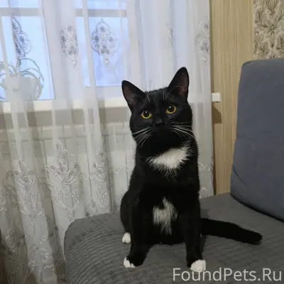 Пропал кот!!! Зовут Семён Кот ...