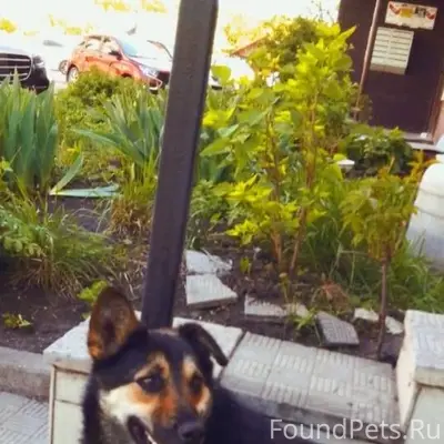 Пропал пёс с конца мая 2025...