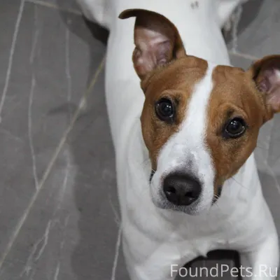 ❗️ПРОПАЛА СОБАКА❗️ Пропал пёс ...