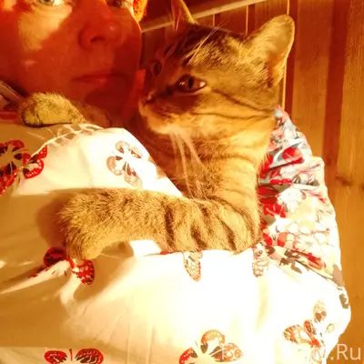 Добрый вечер. Найден кот в дер...