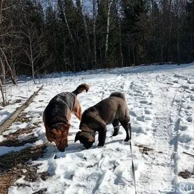 Потерялась собака в Московской...