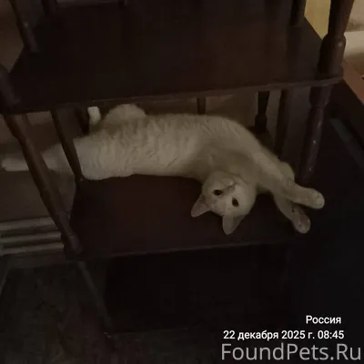 ❗️ПРОПАЛА КОШКА❗️ Новая Мельни...