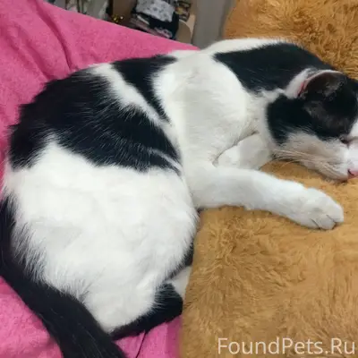 Пропал кот на улице Шутова, мо...