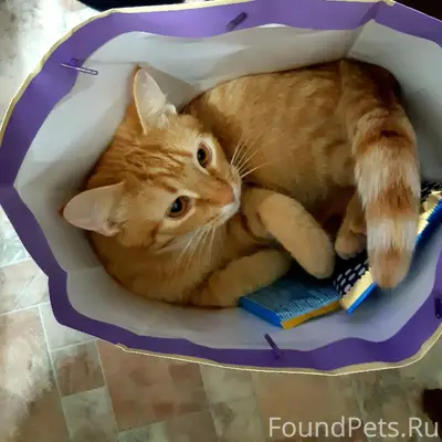 У меня пропал кот ,сосед вышел...