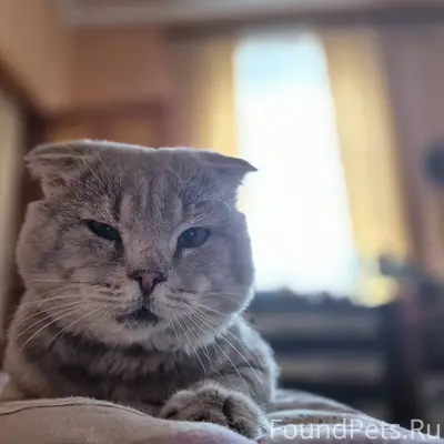 Пропал кот по кличке Марик, с....