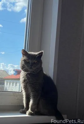 Пропал кот , 3 дня назад , мож...