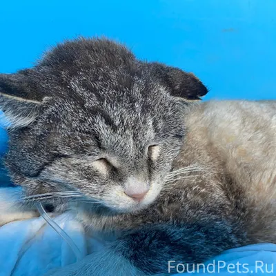 ПОМОГИТЕ ПОДАРИТЬ ШАНС НА ЖИЗН...