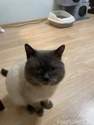 Срочно. Найден кот в подъезде,...