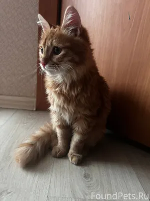 Найден котёнок (кот) в районе ...