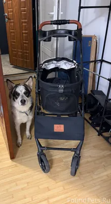 Вилино Найден пес с ошейником,...