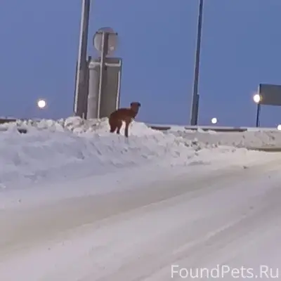 На Варваринском мосту брошена ...