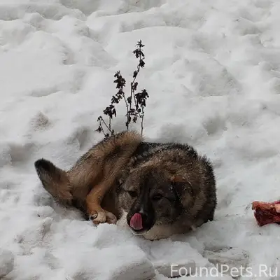 ❗Найдена собака. Собака очень ...