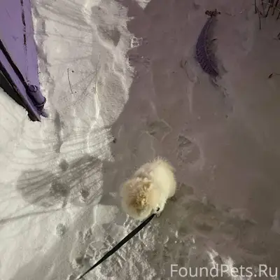 23.01 числа пропал щенок 6...