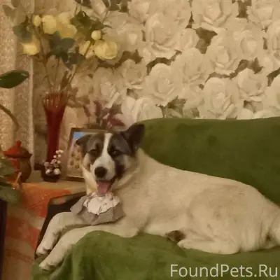 В поселке потерялась любимая с...