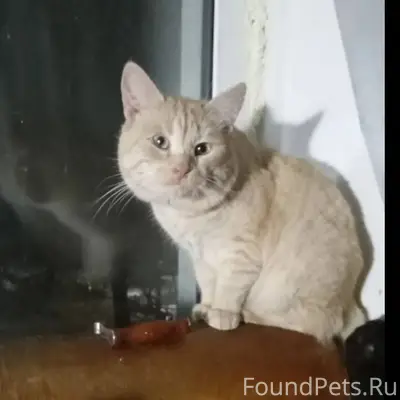 Пропал кот Рыжик,21 января.Бег...