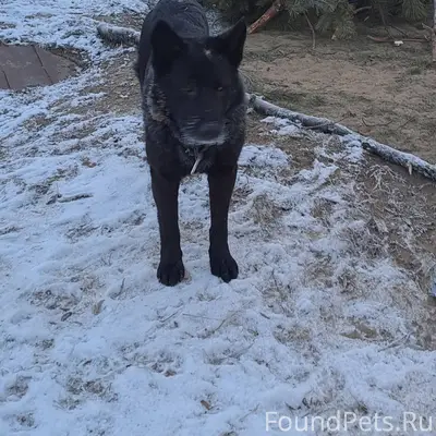 Кто потерял овчарку?В ошейнике...