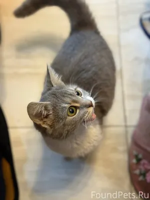 Пропала молодая небольшая кошк...