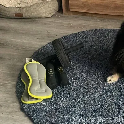 ПРОПАЛ ШПИЦ! ВОЗНАГРАЖДЕНИЕ — ...