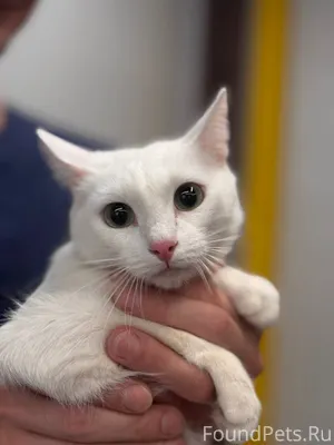 НАЙДЕНА БЕЛАЯ КОШКА С ОШЕЙНИКО...