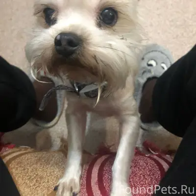 Мурманск. Кто потерял? https:/...