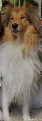 Пропала собака, Шетландская ко...