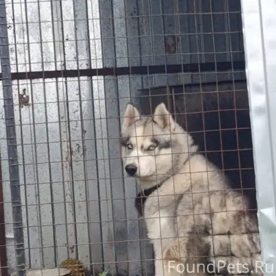 Пропала собака, в районе элева...